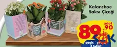 KALANCHOE SAKSI ÇİÇEĞİ fiyat ve kampanya bilgisi
